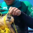 Man Dives Into Ocean To Save Sea Turtle Tangled In Trash