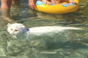 Adventurous Cat Loves Swimming In The Ocean