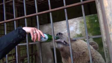 A bear being fed beer at a restaurant in Albania