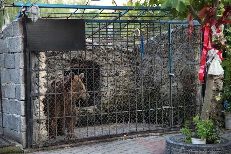 A bear in a cage at a restaurant in Albania
