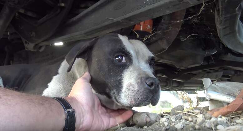 terrified pit bull rescued 
