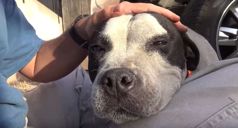 terrified pit bull rescued 