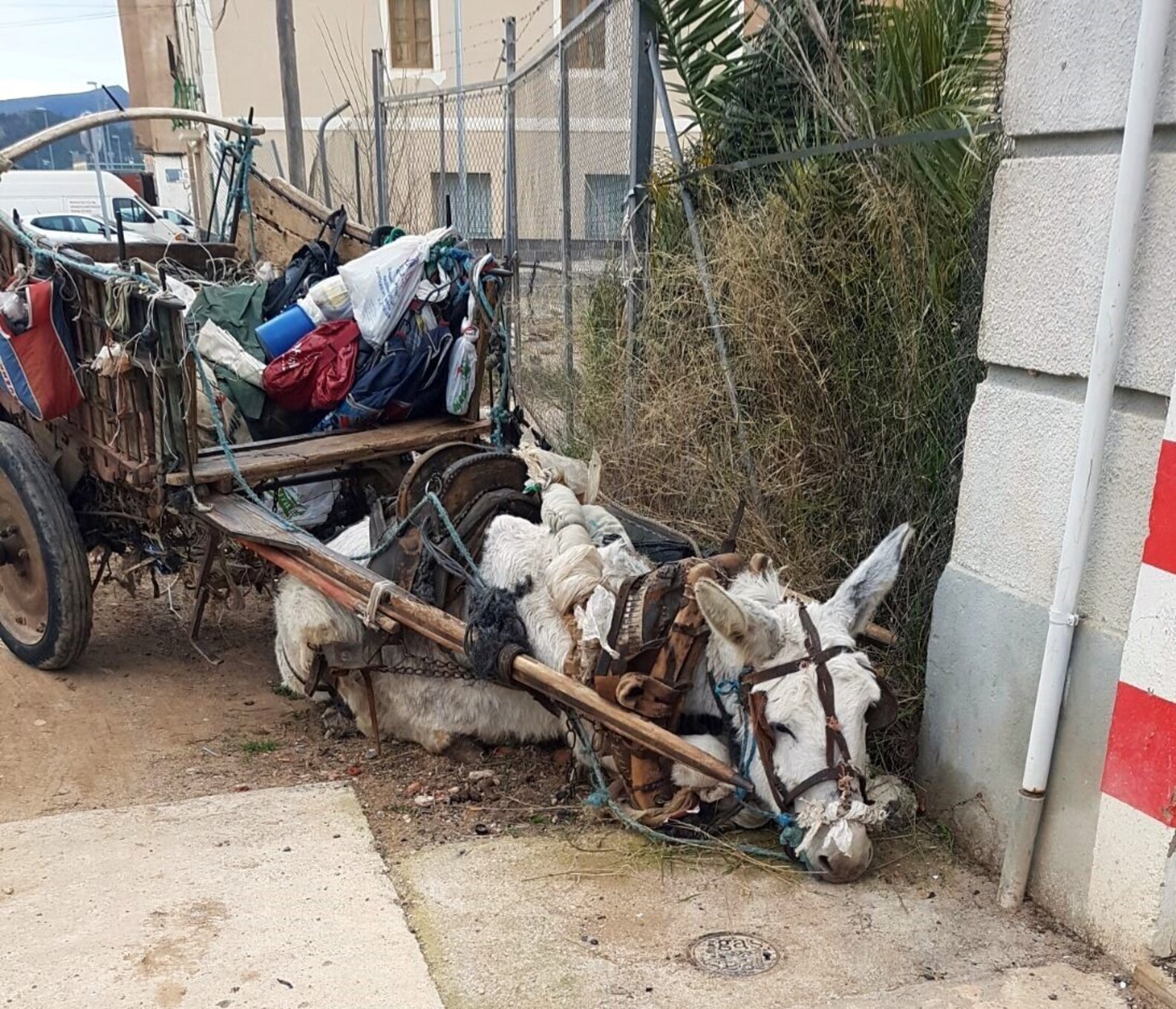 Donkey Seized From Owner After Collapse In Spanish Village - The Dodo