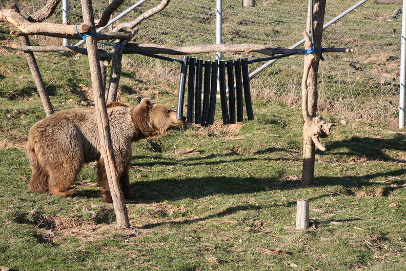 Rescued bear enjoying an enrichment activity at a bear sanctuary in Kosovo