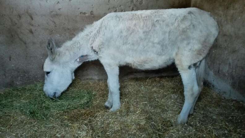 Neglected Spanish donkey after rescue
