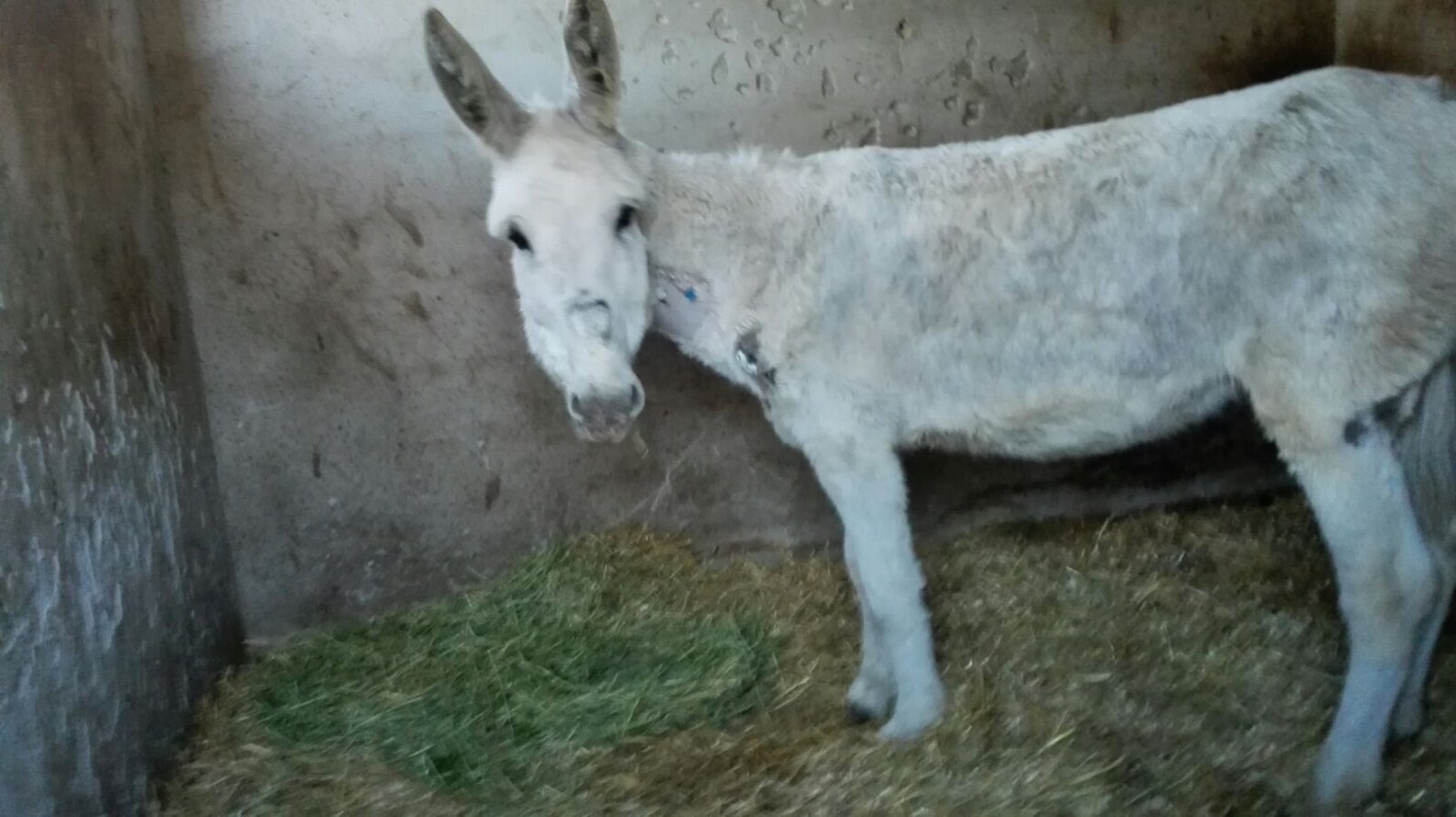 Donkey Seized From Owner After Collapse In Spanish Village - The Dodo