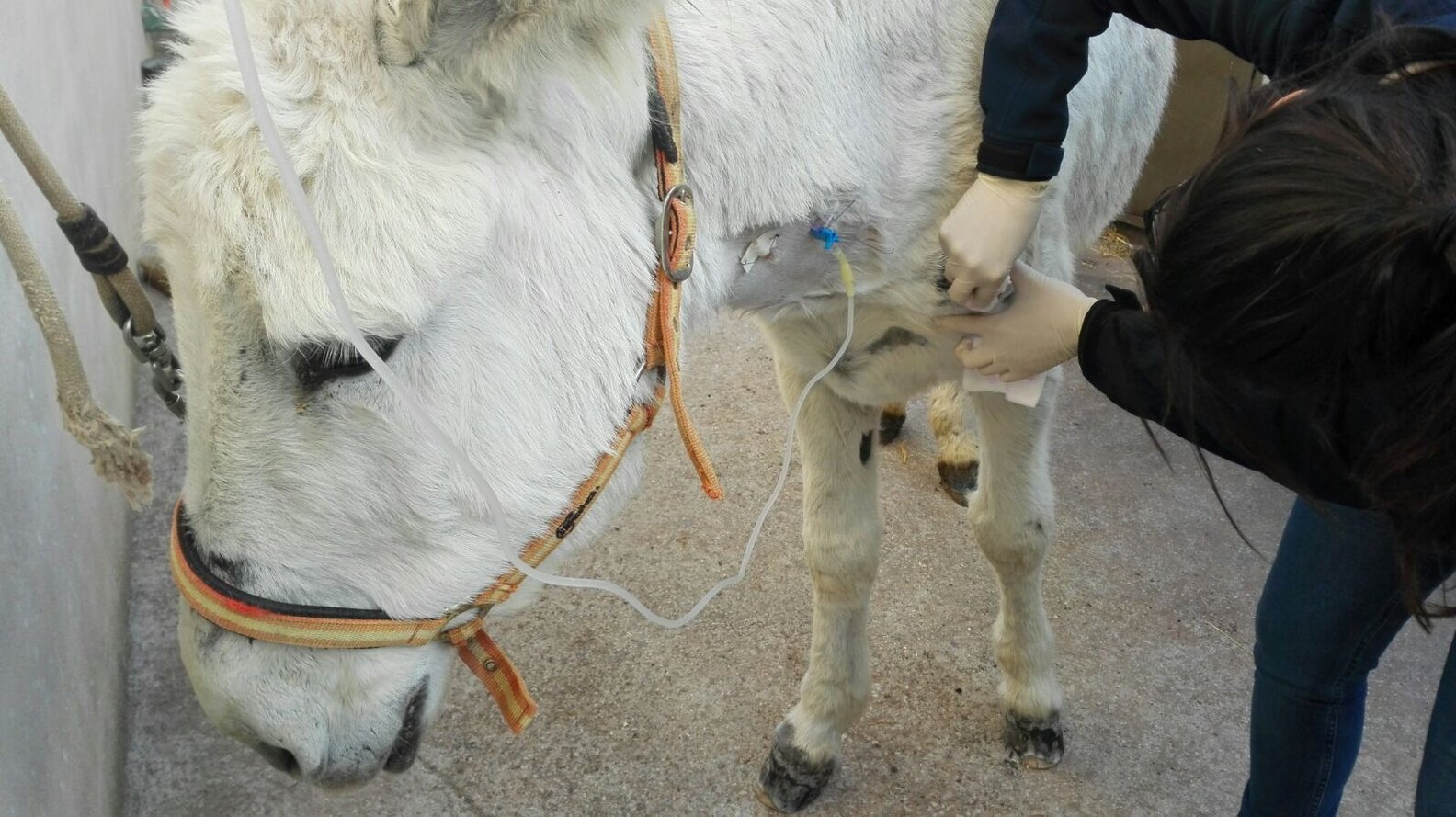 Donkey Seized From Owner After Collapse In Spanish Village - The Dodo