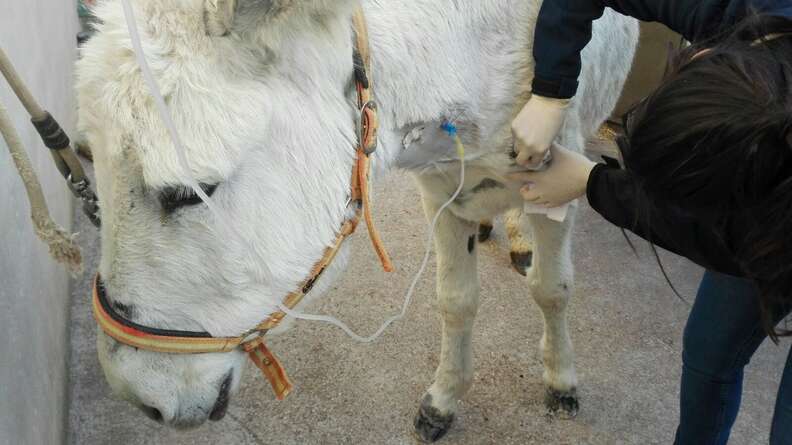 Neglected Spanish donkey getting treatment after rescue