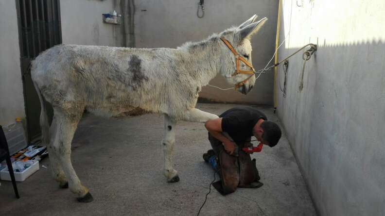 Neglected Spanish donkey getting a hoof treatment after rescue