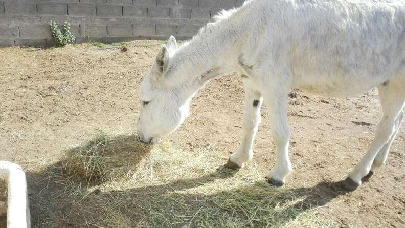 Neglected Spanish donkey eating hay in the sun after rescue