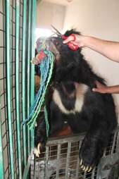 Former dancing bear rescued in India