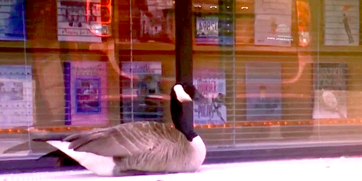 Canada Goose Grieving Mate In Atlanta Parking Lot Gets Help - The Dodo