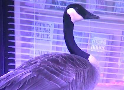 Canada goose in Atlanta, Georgia shopping center after losing her mate