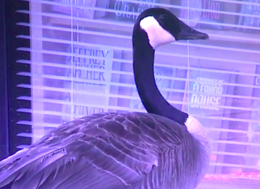 Canada Goose Grieving Mate In Atlanta Parking Lot Gets Help - The Dodo