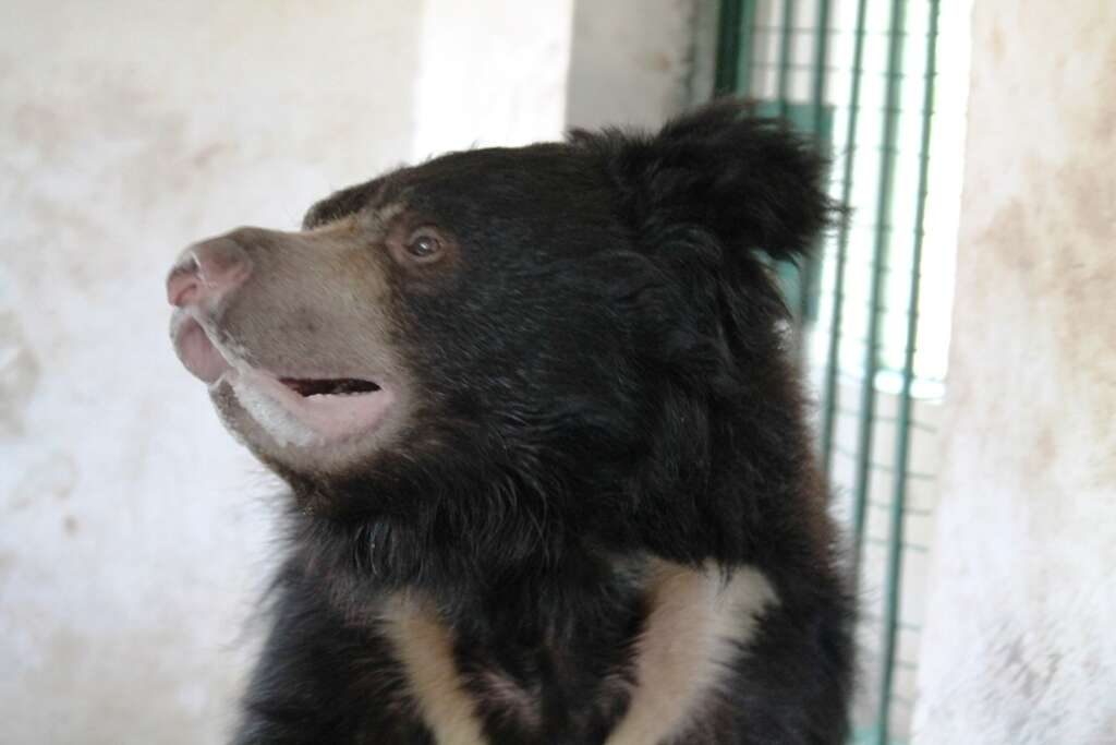 Former dancing bear rescued in India