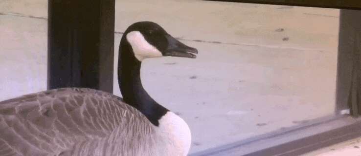 Goose sitting vigil for her killed mate in Atlanta shopping center
