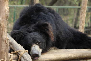 Former dancing bear rescued in India