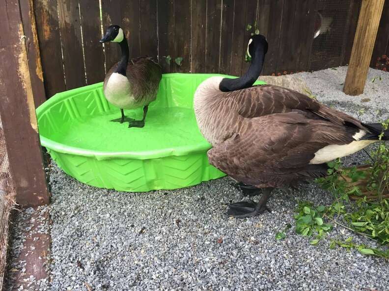 Rescued goose who lost her mate meeting a potential new mate