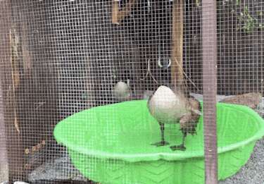 Goose who lost her mate takes bath with new friend at AWARE
