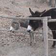 Donkey Knows Exactly How To Get Over This Fence