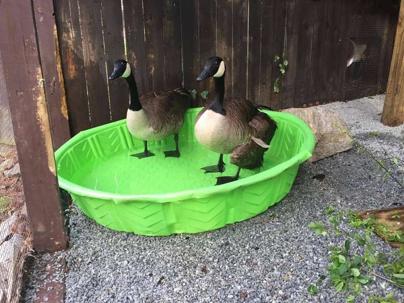 Goose who lost her mate bonding with new friend