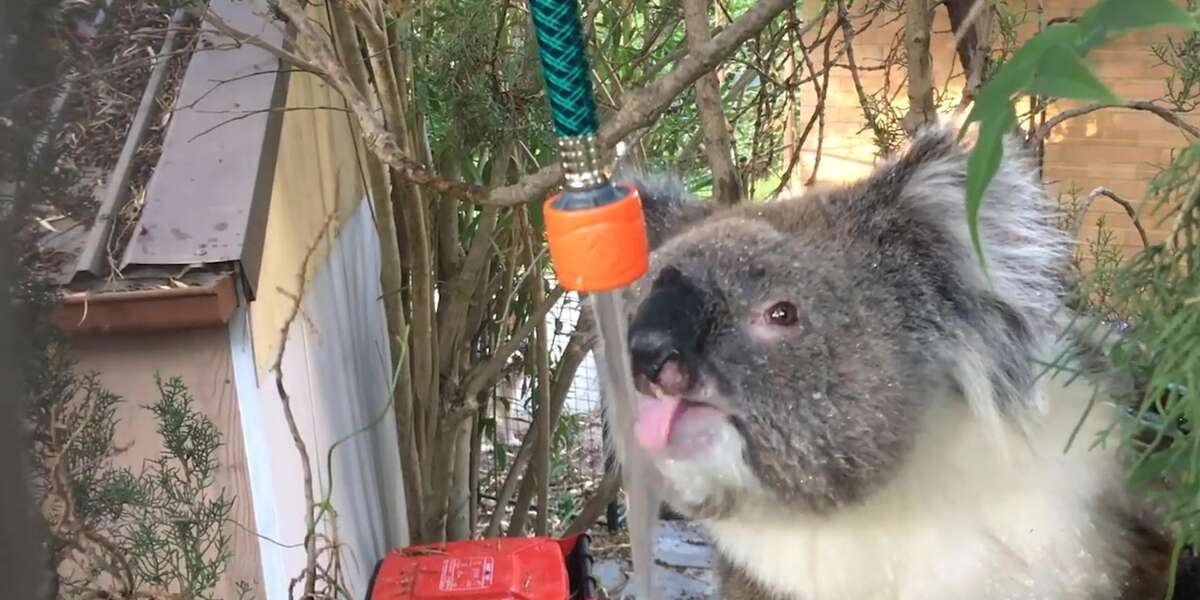 koalas-are-suddenly-drinking-tons-of-water-because-of-climate-change