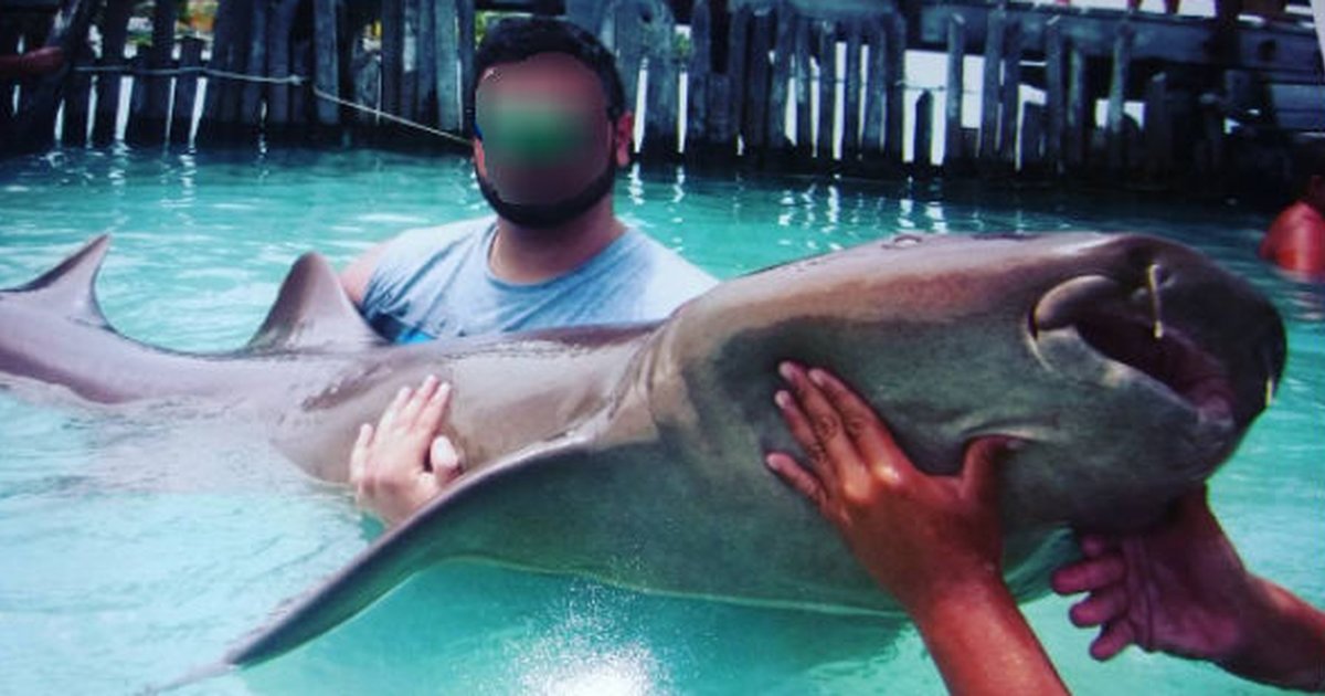 Tourists Can Pay To 'Suffocate' Sharks At This Restaurant The Dodo
