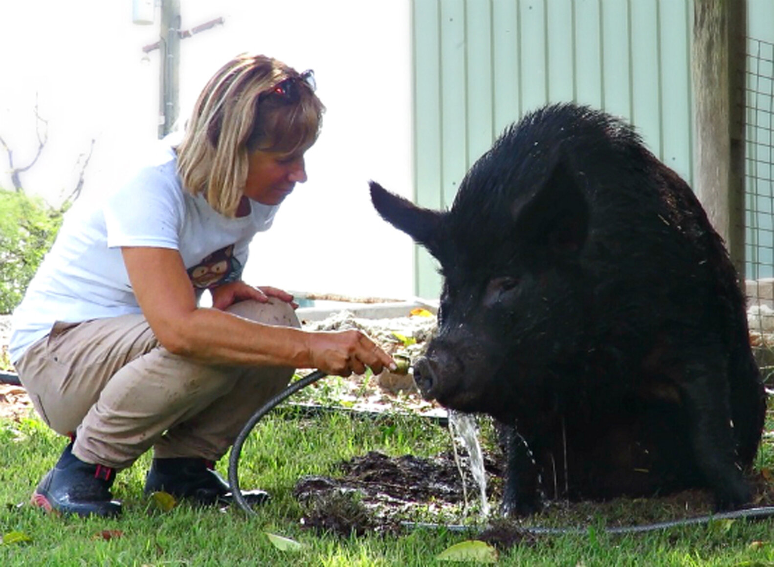 Pig Who Spent 12 Years In Tiny Stall Finally Finds Someone To Love Her ...