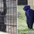 Zoo Chimp Freed In Historic Legal Case Takes First Steps Onto Grass