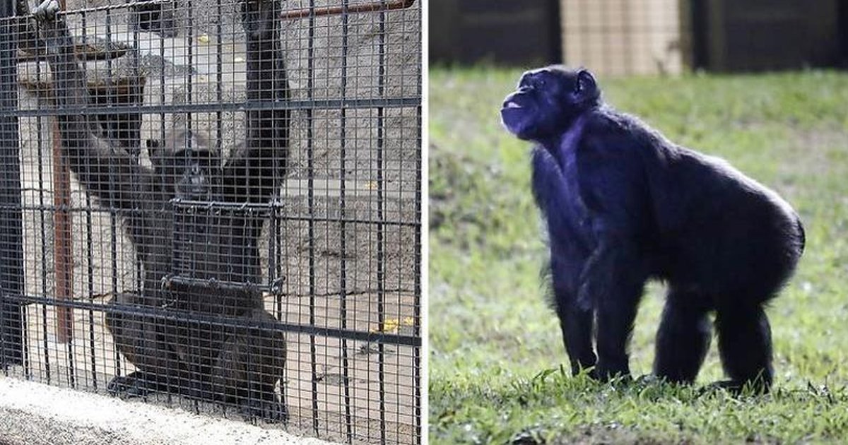 Zoo Chimp Freed In Historic Legal Case Takes First Steps Onto Grass ...