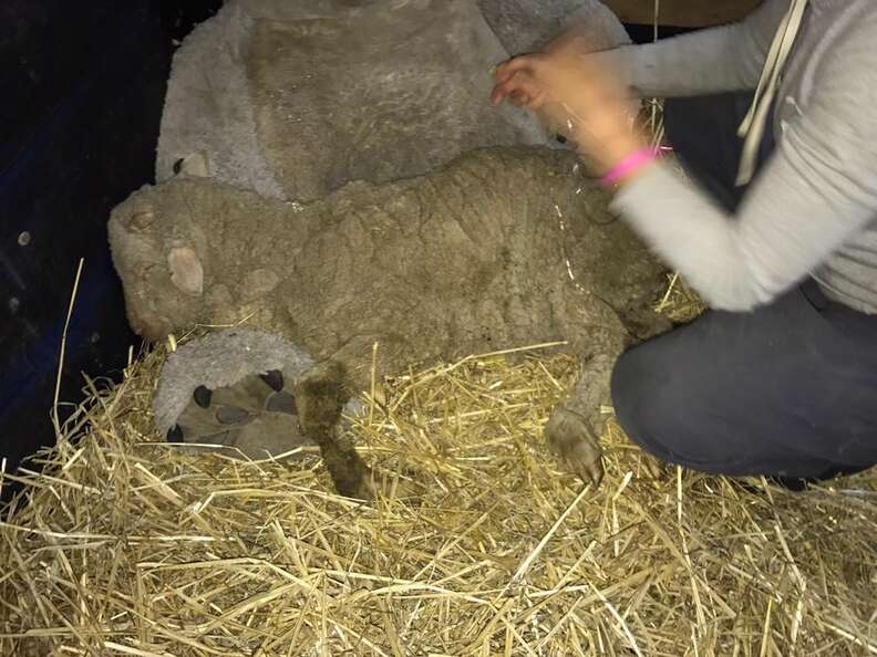 Lambert the lamb shortly after being rescued