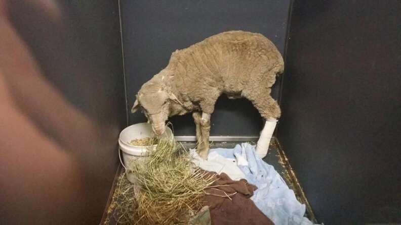 Lambert the lamb shortly after being rescued