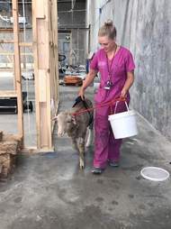 Lambert the lamb at the vet hospital