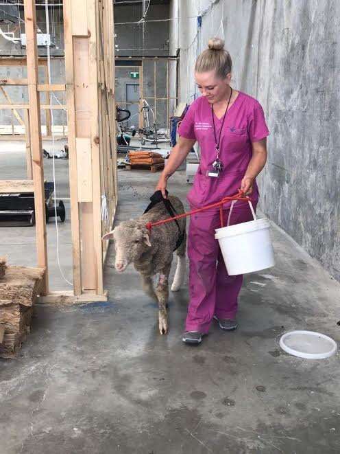 Lambert the lamb at the vet hospital