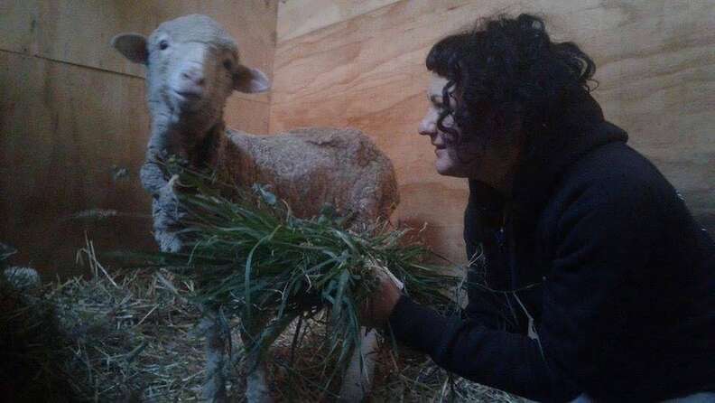 Lambert the lamb at Edgar's Mission, an animal sanctuary in Australia