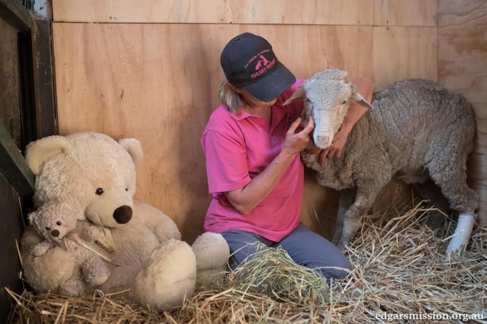 Lamb Tossed From Truck Recovers At Animal Sanctuary The Dodo(02)