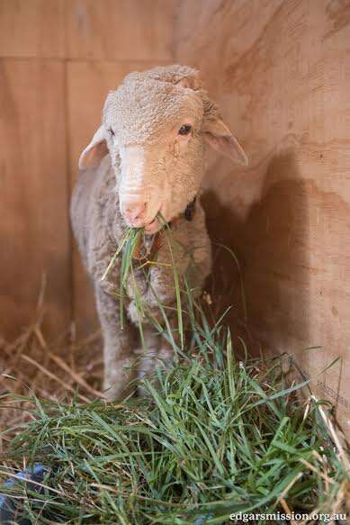 Lambert the lamb at Edgar's Mission, an animal sanctuary in Australia