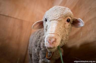 Lambert the lamb at Edgar's Mission, an animal sanctuary in Australia