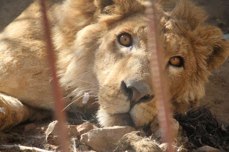 Lion in war-torn Mosul, Iraq zoo