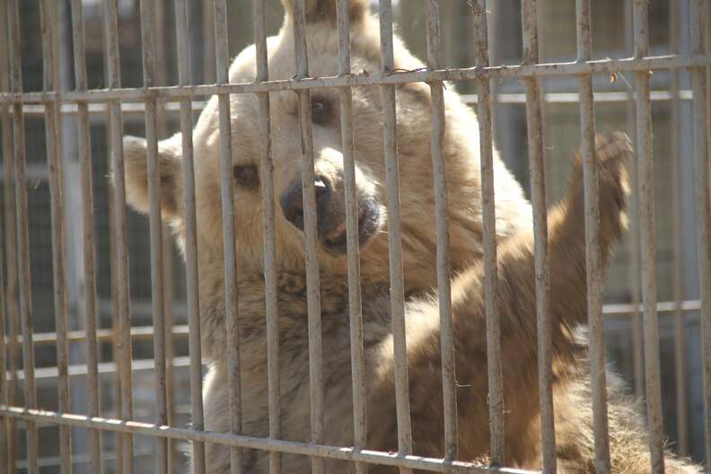 Bear in war-torn Mosul, Iraq zoo