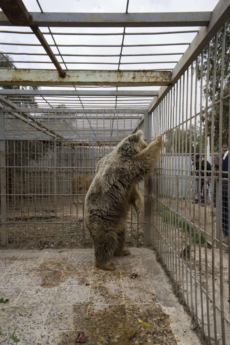 Bear in war-torn Mosul, Iraq zoo