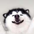Happy Husky Is Always Smiling