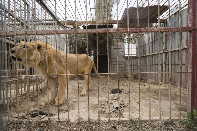 Lion in war-torn Mosul, Iraq zoo