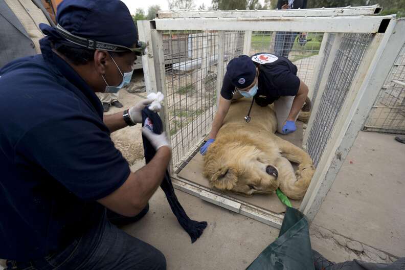 Lion being rescued from war-torn Mosul, Iraq zoo