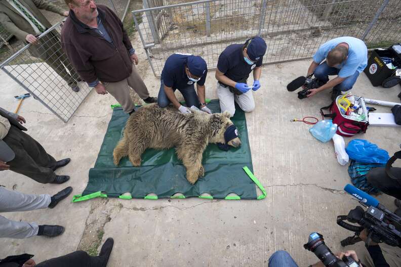 Bear being rescued from war-torn Mosul, Iraq zoo