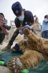 Bear being rescued from war-torn Mosul, Iraq zoo