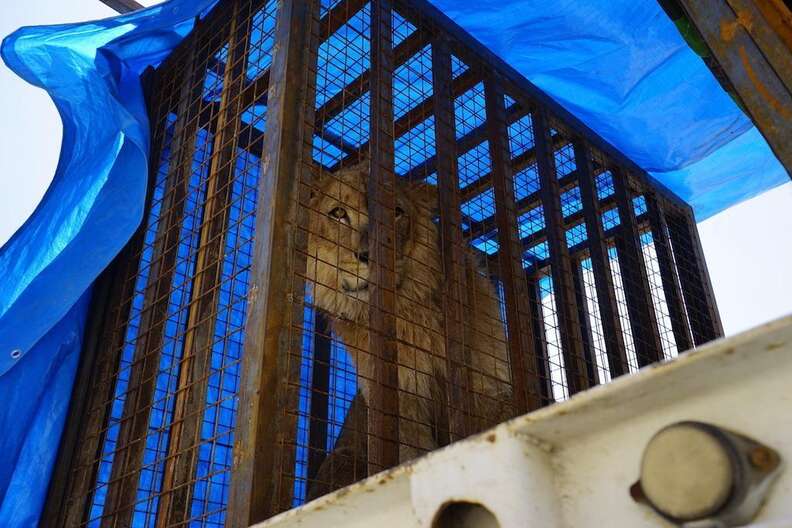 Lion being rescued from war-torn Mosul, Iraq zoo