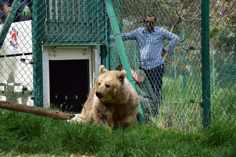 Bear from war-torn Mosul, Iraq, zoo arriving at Jordon rescue center