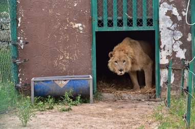 Lion from war-torn Mosul, Iraq, zoo arriving at Jordon rescue center
