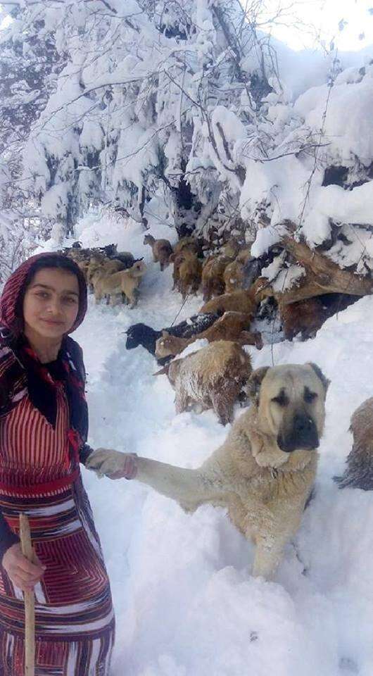 girl with goats and dog